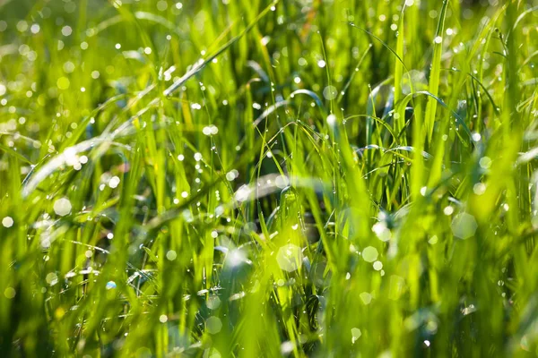 Rosée Tombe Sur Herbe Verte Qui Brille Soleil — Photo