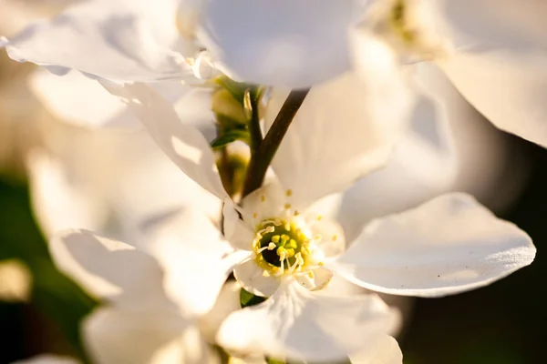 Närbild Päron Träd Blommor — Stockfoto