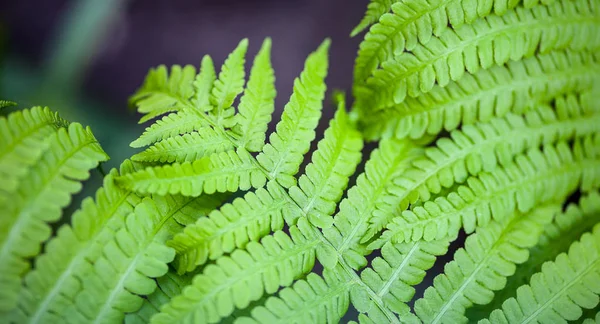 美丽的绿色蕨类茎和叶子 翼形植物 — 图库照片