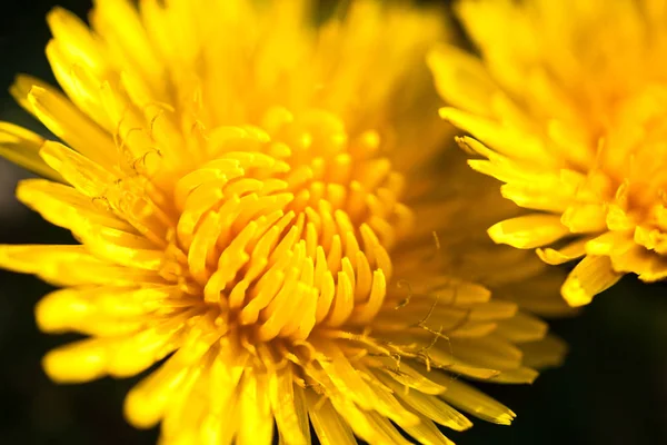 Close Van Twee Bloeiende Gele Paardebloem Bloemen — Stockfoto