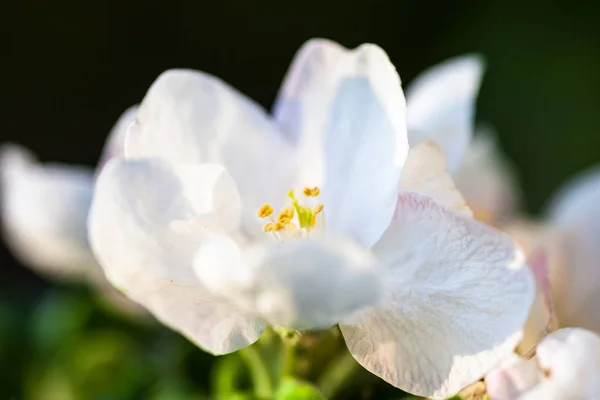 Close Pear Tree Flowers — Stock Photo, Image