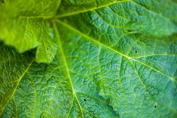 ウスベニアオイ緑葉のクローズ アップ — ストック写真