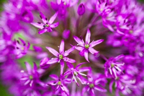 Zbliżenie Kwitnącej Purpurowej Cebuli Ozdobnej Allium — Zdjęcie stockowe