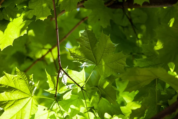太陽の下でカエデの明るい緑の葉 — ストック写真