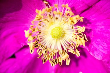 Güzel ve narin pembe şakayık çiçeği.