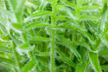 Haşhaş çiçek sapları çiğ damlaları ile closeup.