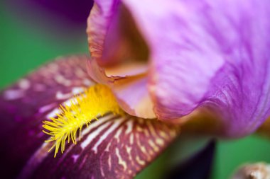 Güzel iris çiçeğine yaklaş.