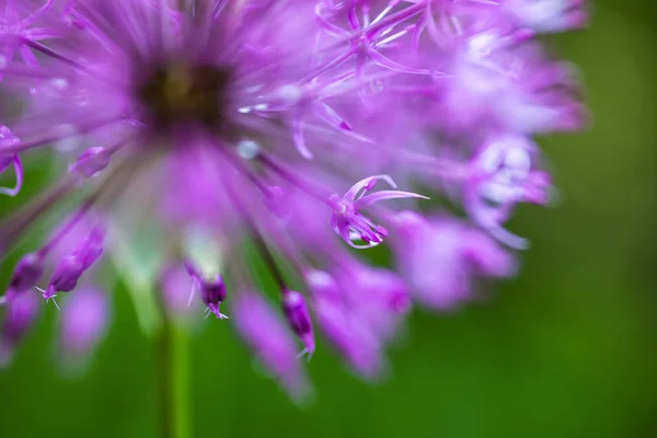 Zbliżenie Kwitnącej Purpurowej Cebuli Ozdobnej Allium — Zdjęcie stockowe