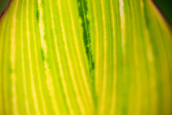 Κοντινό Πλάνο Του Ριγέ Κίτρινο Λαχανί Φύλλου Στον Ήλιο — Φωτογραφία Αρχείου