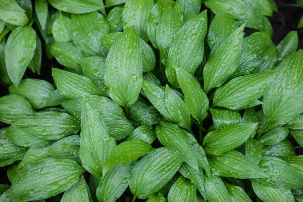 Folhas Verdes Hosta Com Gotas Chuva — Fotografia de Stock