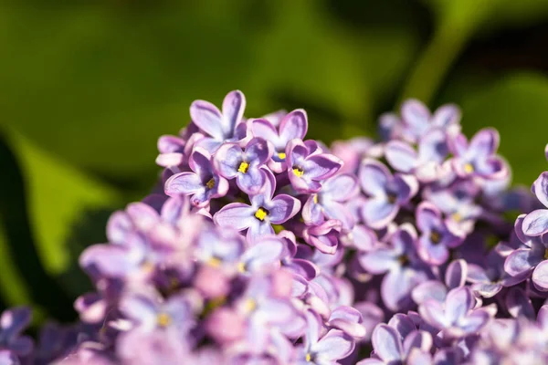 Ramas Hermosas Delicadas Flores Primavera Lila —  Fotos de Stock
