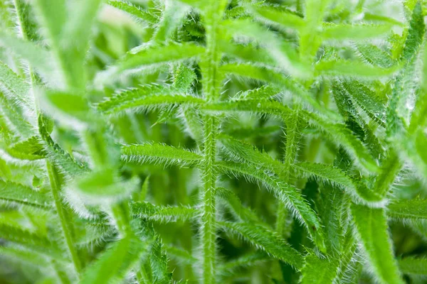 Closeup Stems Poppy Flowers Drops Dew — Stock Photo, Image