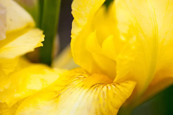 Крупним Планом Жовта Квітка Райдужки — стокове фото