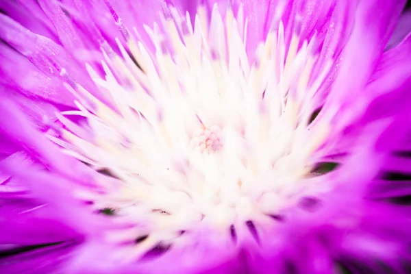 Primer Plano Flor Aciano Encalado — Foto de Stock