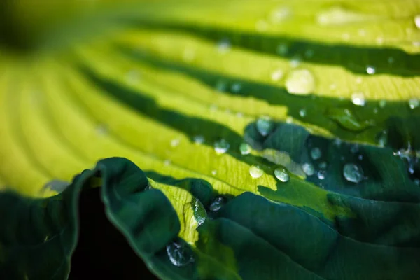 Primo Piano Della Foglia Verde Con Gocce Rugiada — Foto Stock