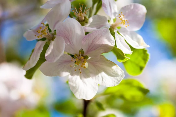 Närbild Äppelträd Blommor — Stockfoto