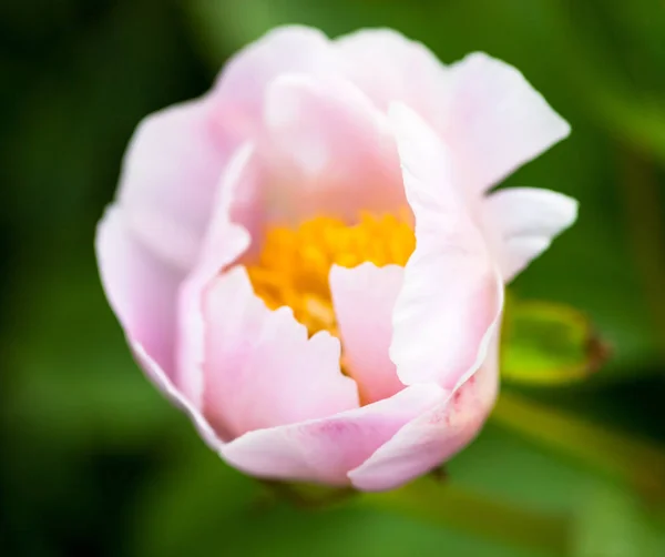 Beautiful Delicate Pale Pink Peony Flower — Stock Photo, Image