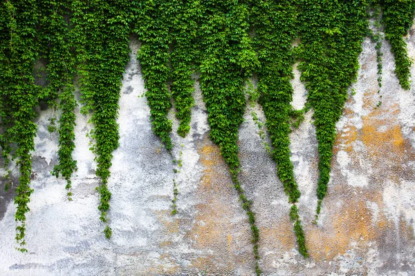 Alte Betonmauer Mit Grünem Efeu — Stockfoto