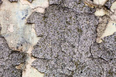 Yosun ve kırık sıva ve badana ile duvar doku.