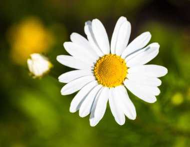 Çiçek açan oxeye papatya (Leucanthemum vulgare closeup)