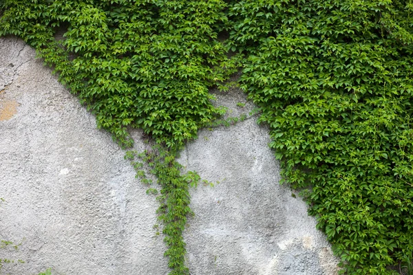 Parede Concreto Velho Coberto Com Hera Verde — Fotografia de Stock
