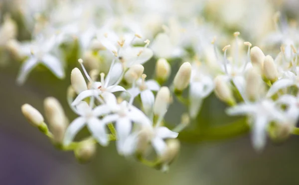 Nahaufnahme Des Hartriegels Weiße Blüten — Stockfoto