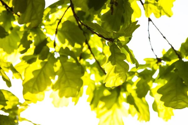 Foglie Verdi Della Quercia Sole — Foto Stock