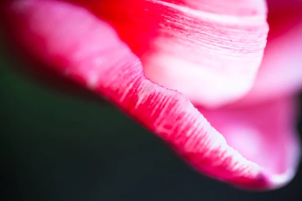 Primer Plano Los Pétalos Flor Tulipán Rosa — Foto de Stock