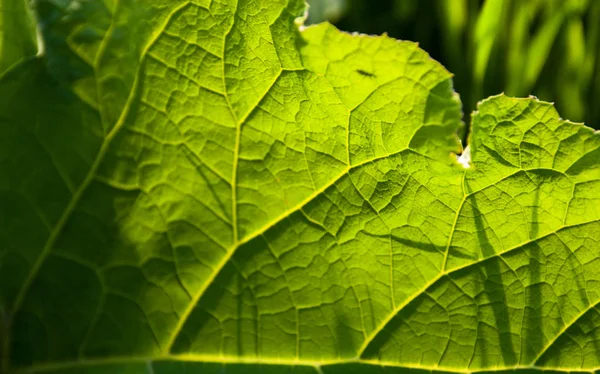 Zbliżenie Łopianu Zielony Liść Słońcu — Zdjęcie stockowe