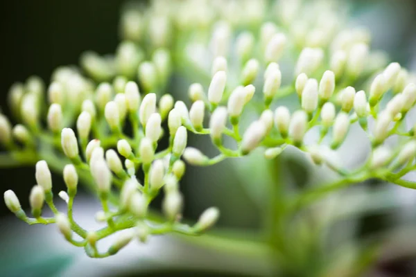 Крупним Планом Догвудські Білі Квіткові Бруньки — стокове фото
