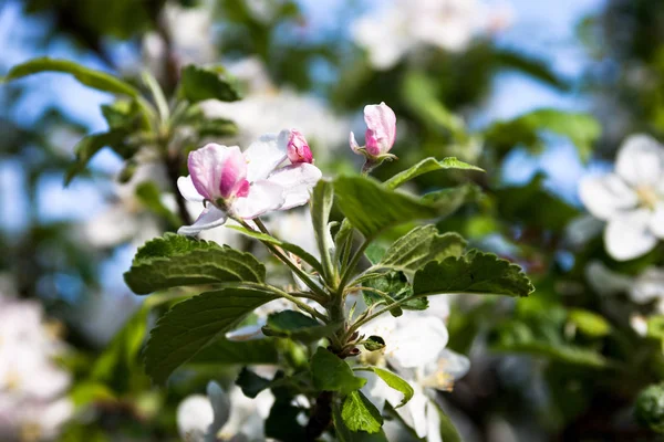 Blommande Grenar Äppelträdet Våren — Stockfoto