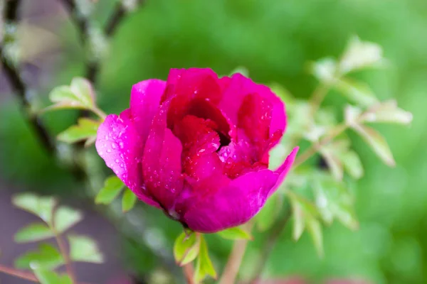 Pink Peony Flower Drops Dew — Stock Photo, Image