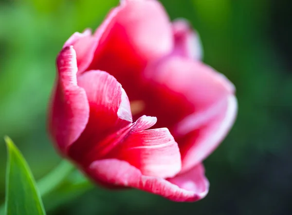 Nahaufnahme Der Blühenden Rosa Tulpenblume — Stockfoto