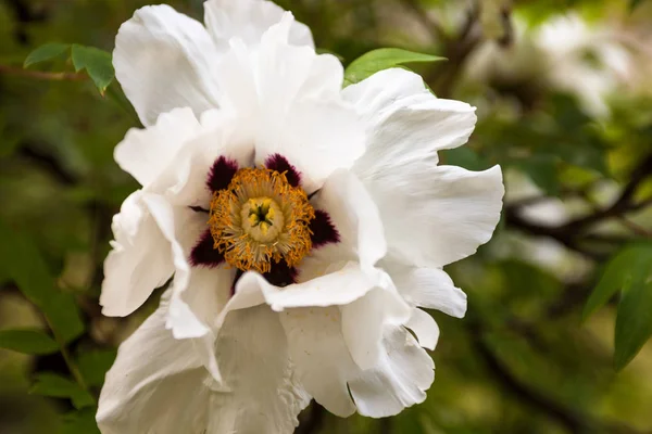 Beautiful Delicate White Peony Flower — Stock Photo, Image