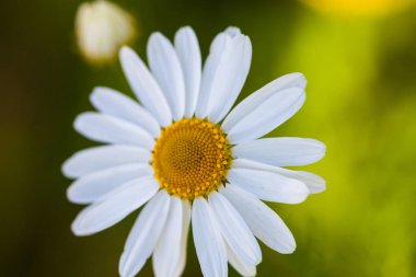 Çiçek açan oxeye papatya (Leucanthemum vulgare closeup)