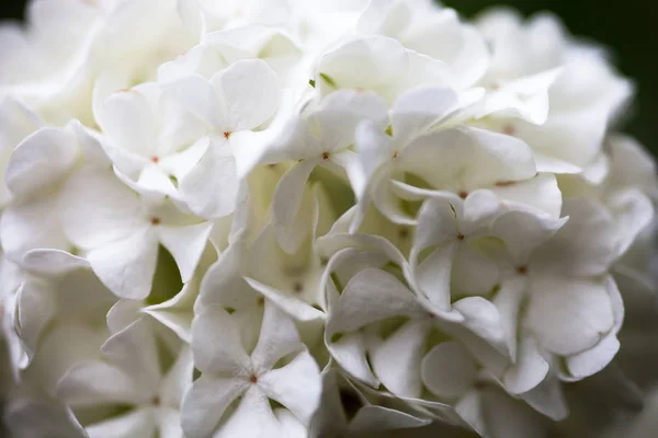 Primo Piano Del Guelder Rosa Fiori Bianchi — Foto Stock