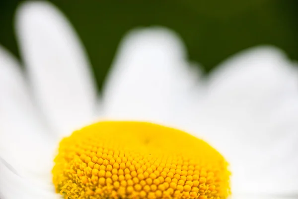 Nahaufnahme Des Blühenden Gänseblümchens Leucanthemum Vulgare — Stockfoto
