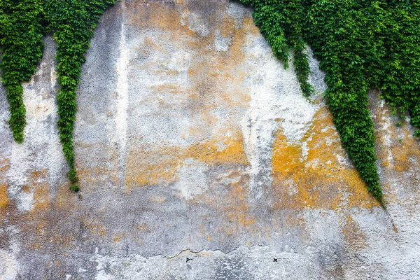 Alte Betonmauer Mit Grünem Efeu — Stockfoto