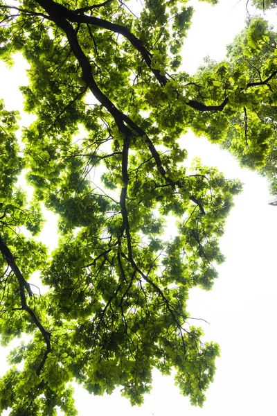 白い空を背景にオークの木の緑の枝 — ストック写真