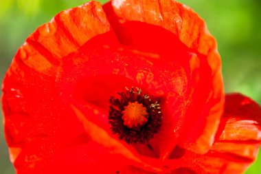 Çiçek açan kırmızı gelincik çiçeğinin kapanışı.