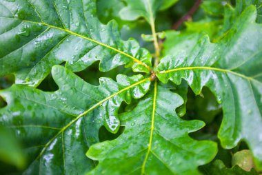 Yağmurdan sonra meşe ağacının yeşil ıslak yaprakları.