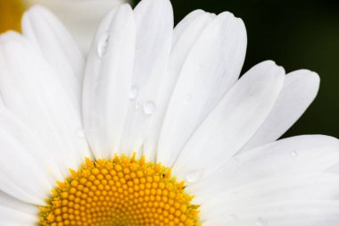Çiçek açan öküz gözlü papatyanın (Leucanthemum vulgare) çiğ damlalarıyla yakın çekimi