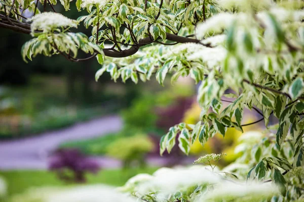 Primo Piano Dei Rami Fioriti Corniolo Con Fiori Bianchi — Foto Stock