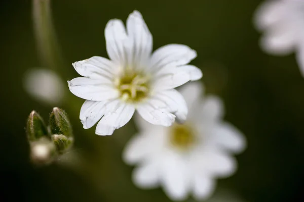Białe Kwiaty Stellaria Szkarłupnica Lub Ciecierzyca — Zdjęcie stockowe