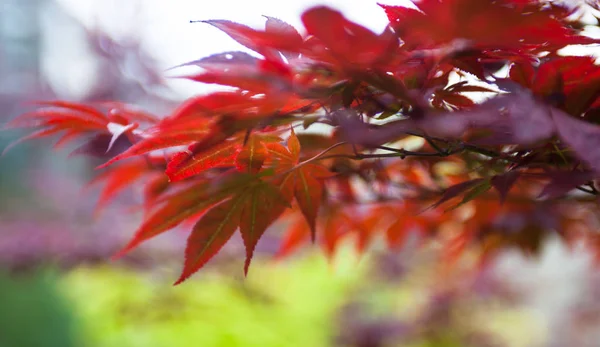 Pink Leaves Japanese Maple Acer Palmatum — Stock Photo, Image