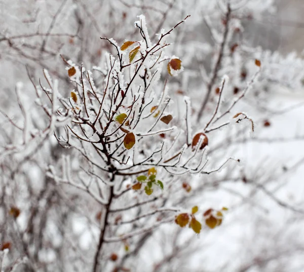 Young Tree Branches Leaves Covered Hoarfrost Close — Stock Photo, Image