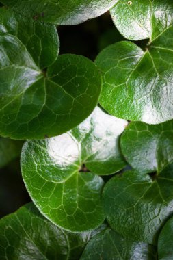 Asarabacca 'nın parlak yeşil yaprakları (Asarum europaeum).