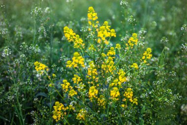 Kolza tohumu ve shepherd's çanta çiçek ile çayır