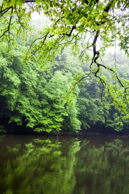 Yaz aylarında su manzara. Suya yakın yeşil ağaçlar.
