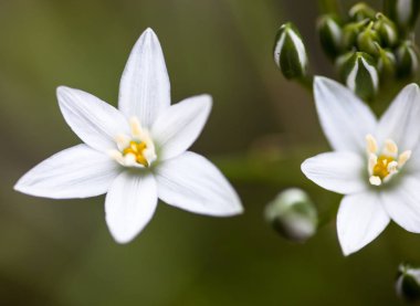 Beyaz Ornithogalum umbellatum çiçekleri ve tomurcukları (Beytüllahim Yıldızı)